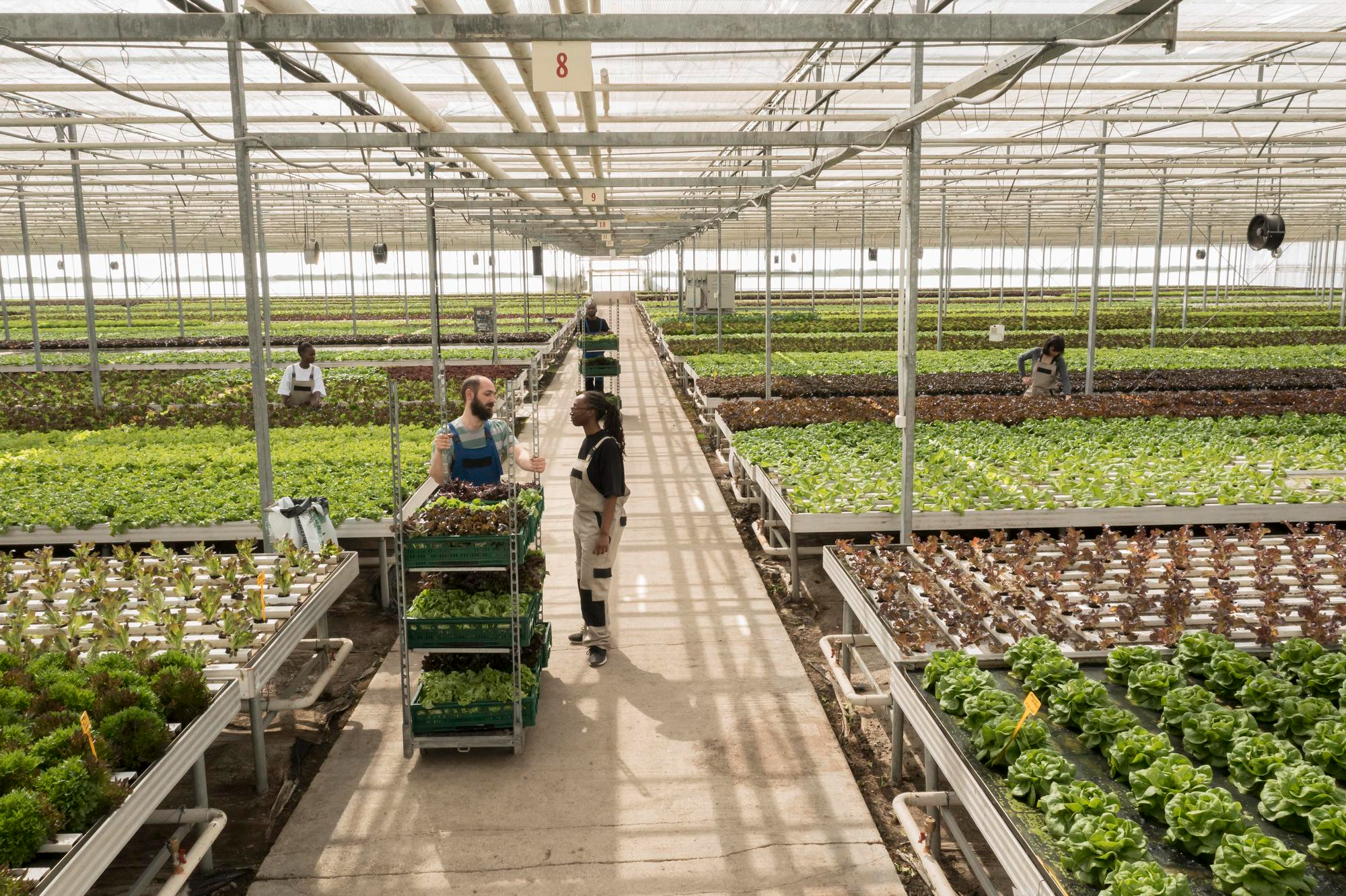 Agriculture & Cold Storage